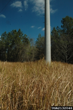 Cogongrass infestation
